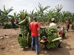 Startschuss für Branchendialog Lebensmittel: Einzelhandel bringt sich für Nachhaltigkeit und Menschenrechte ein